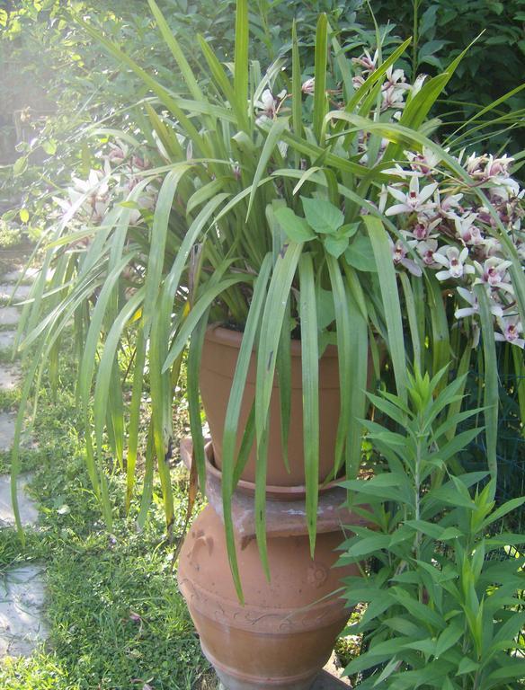 Bed and Breakfast Casa Dina Terontola Экстерьер фото