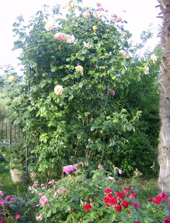 Bed and Breakfast Casa Dina Terontola Экстерьер фото